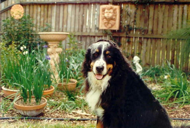 Bernese Mountain Dog, Max