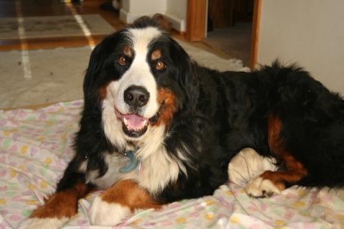Bernese Mountain Dog,Mick