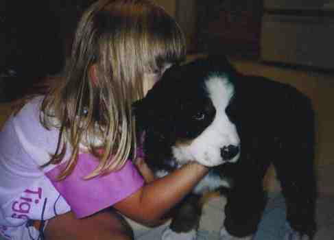 Bernese |Mountain Dog, Mick