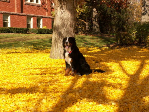 {short description of image}