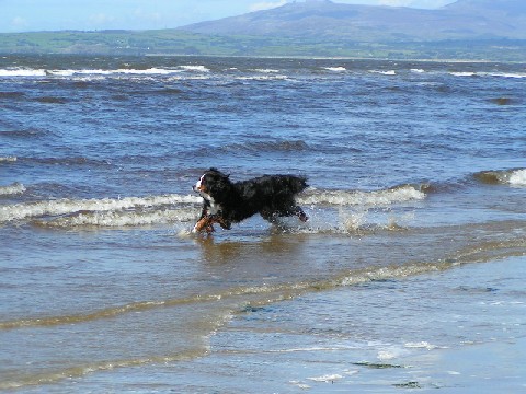 Quincy, on the Beach in Wales 