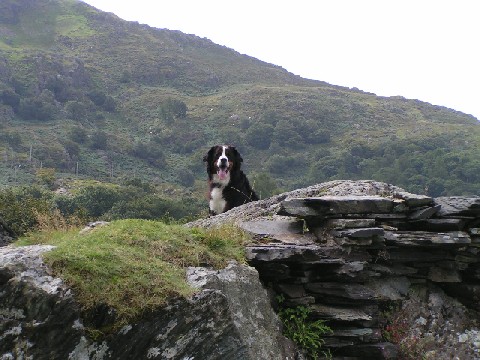 Quincy in Snowdonia, Wales 