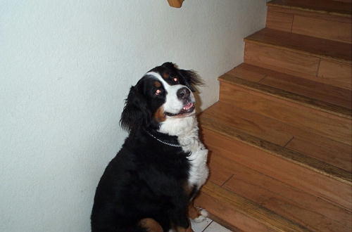 Berner Mozart sadly lost to MH