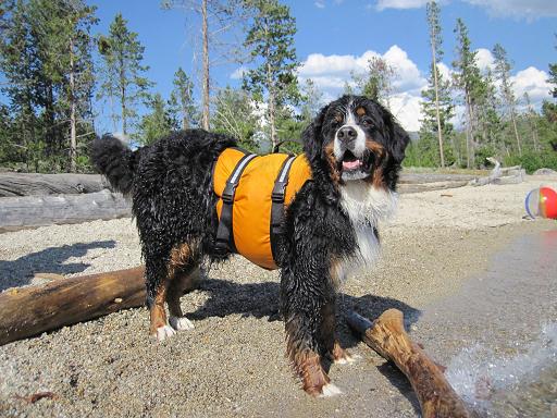 {short description of image}