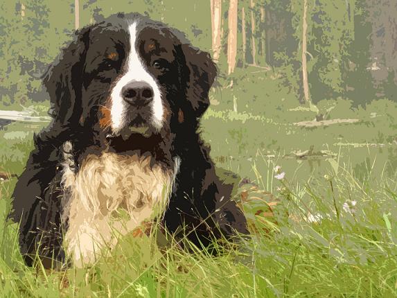 {short description of image}