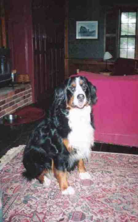 Bernese Mountain Dog, Tilly, sadly lost to Malignant Histiocytosis