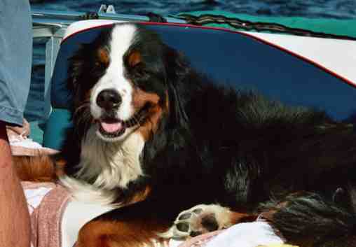 Bernese Mountain Dog, Zulu