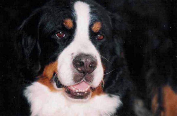 Bernese Mountain Dog, Devon