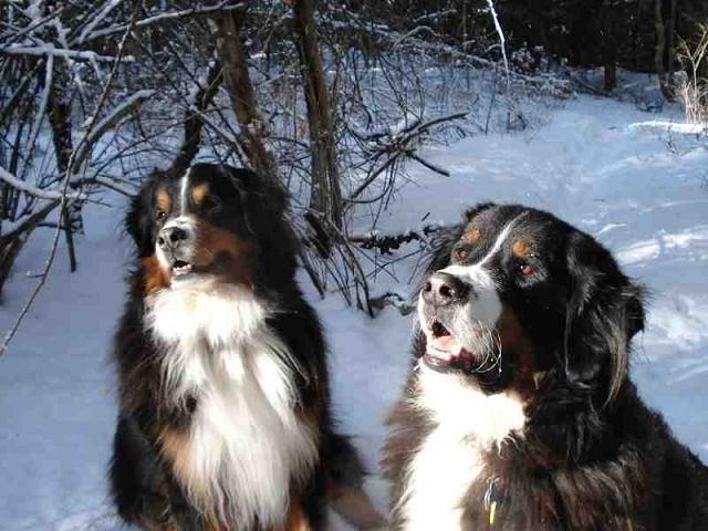 {short description of image}