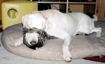 {short description of image}