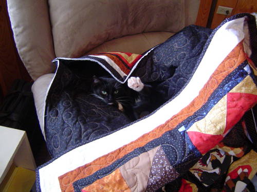 Health Fund Quilt Raffle Quilt, not just for Berners?