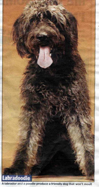 {short description of image}