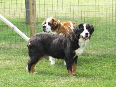 {short description of image}