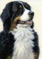 Just Dogs Bernese by Nigel Hemming