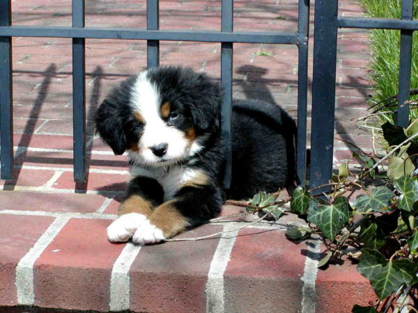 Berner Puppy
