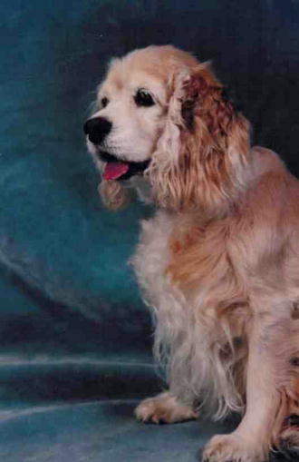 Cocker Spaniel, Baby