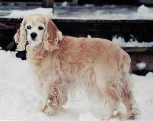 {short description of image}