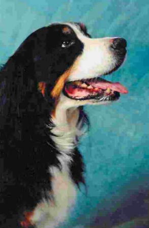 Bernese Mountain Dog, Bibi