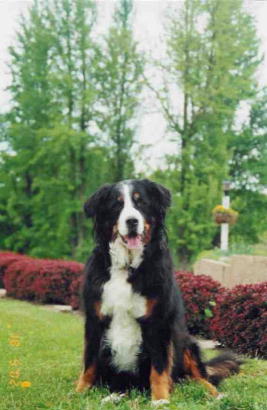 {short description of image}