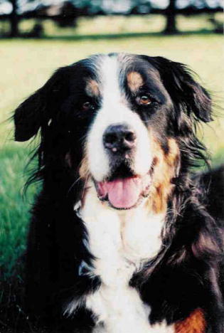 {short description of image}