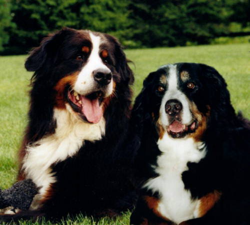 Bernese, Quincy and Bibi