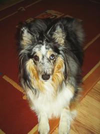 Skye lost to lymphosarcoma