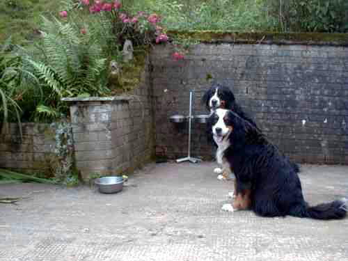 Berners Sunny and Barney show restraint.