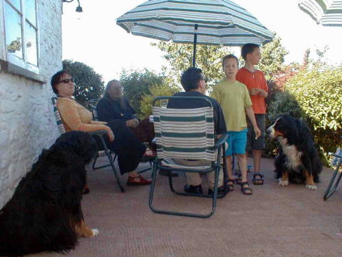 Summer afternoon with Bernese Mountain Dogs