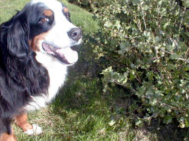 {short description of image}