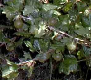 {short description of image}