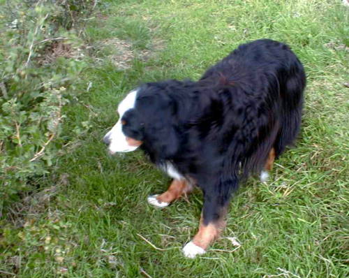 {short description of image}