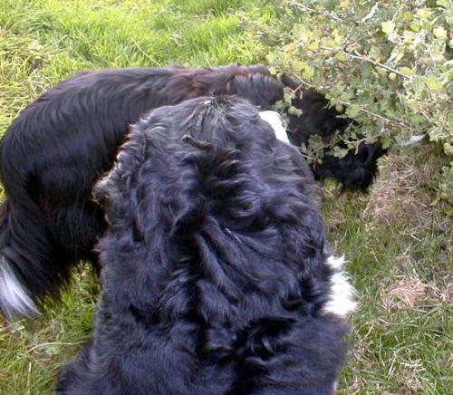 {short description of image}