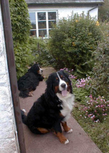 {short description of image}