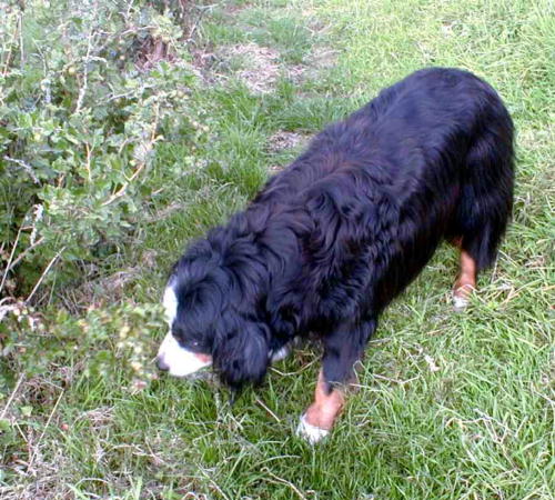 {short description of image}