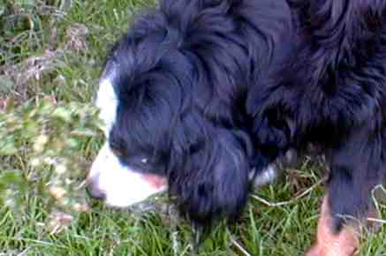 {short description of image}