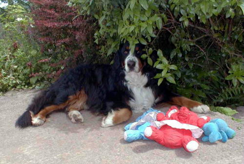 Barney, BMD, finds a shady spot.