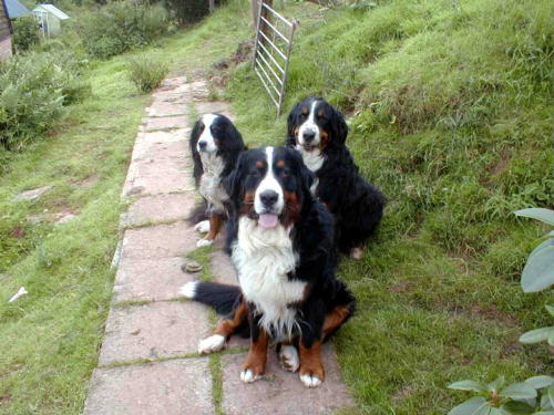 Trio of Bernese!