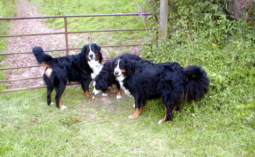 Bernese Mountain Dogs love to walk!