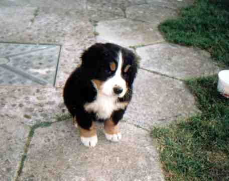Berner Pup thinking