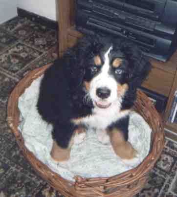 Berner in a basket