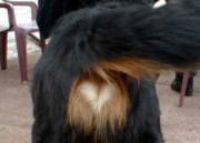 Simmy has a great heart!