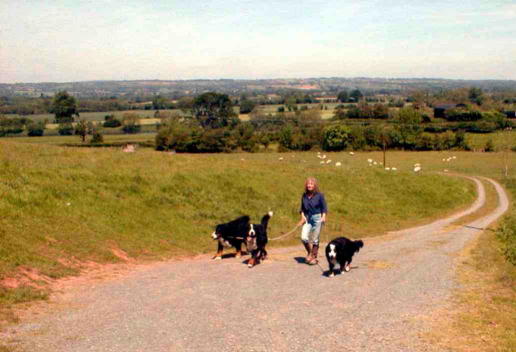 Bernese Mountain Dog comes home!