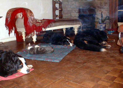 Cat and sleeping Bernese Mountain Dogs!