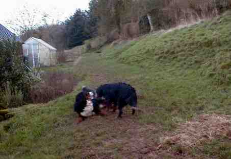Handsome Bernese Mountain Dog!