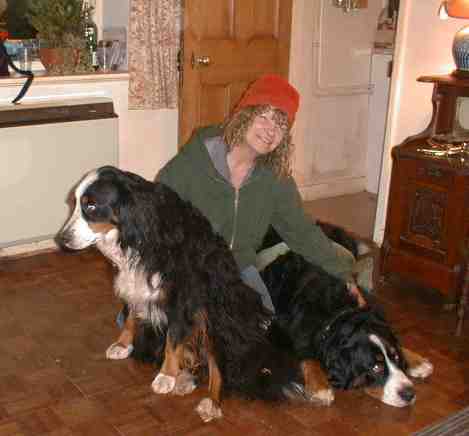Bernese Mountain Dogs are not sure about hats!