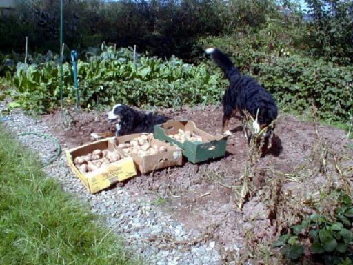 Sunny, Simmy admire the potato crop.