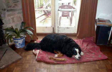 Sunny is a Happy Bernese Mountain Dog too.