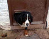 Simmy stuck in the cat flap?