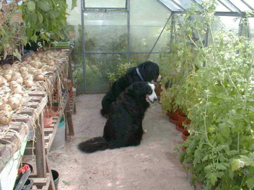 Lots of onions and tomatoes.