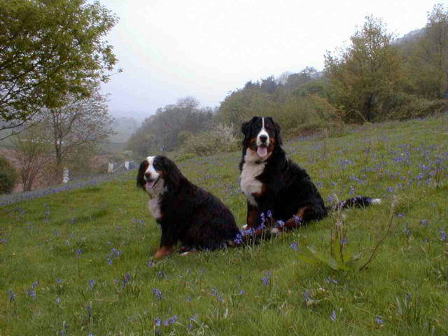 In the bluebell meadow!